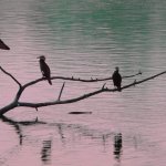 Cormorans - Etangs de Grigny